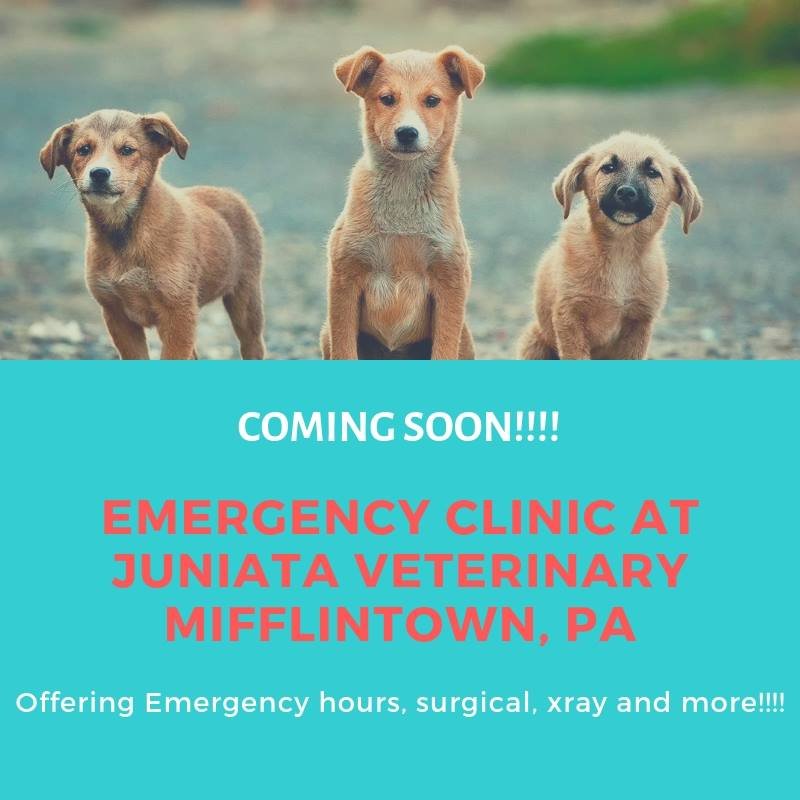 JUNIATA VETERINARY CLINIC Updated September 2024 12 Photos 1775