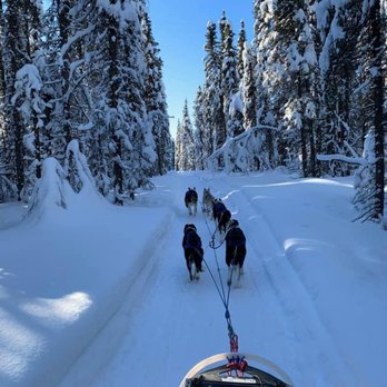 Dream a Dream Dog Farm - Can't get more Alaskan than this. - Tours Near Me - Willow, Alaska Dream a Dream Dog Farm - Can't get more Alaskan than this. - Tours Near Me - Willow, Alaska