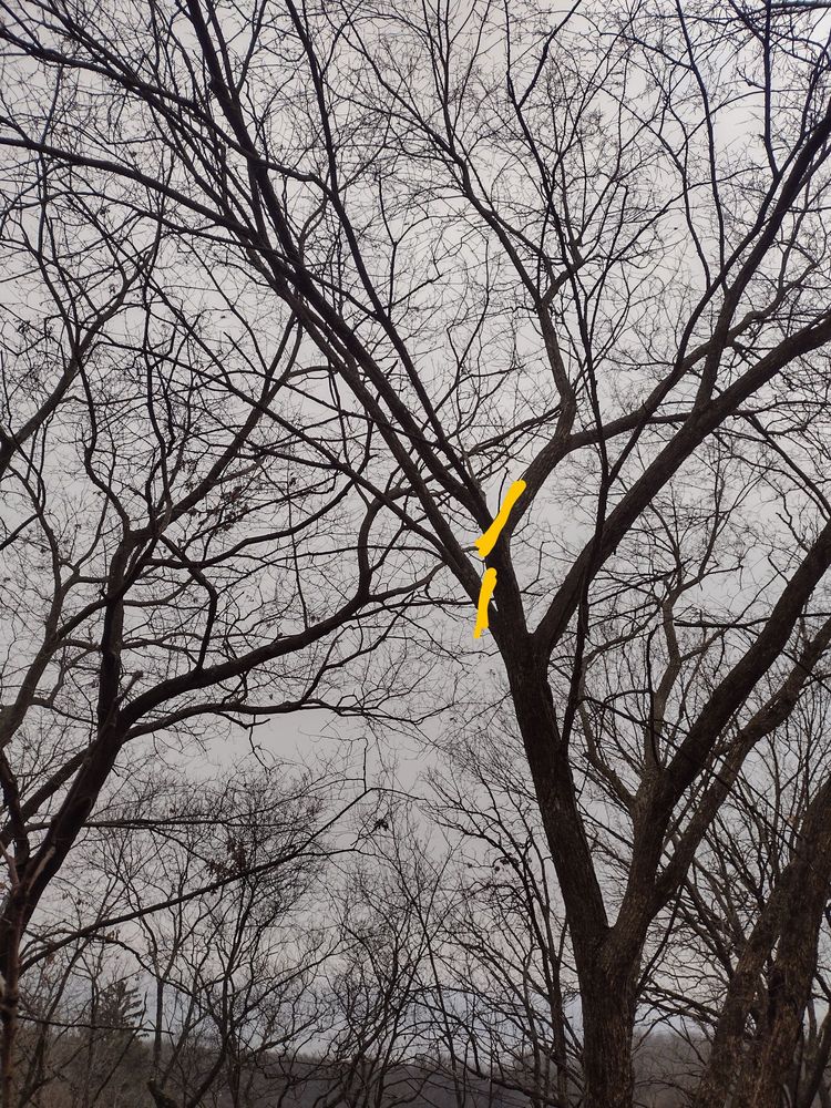 Making The Cut Tree Services - tree service in Muskego, WI