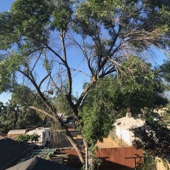 Benitez Tree Service - Before and after work done - Tree Services Near Me Benitez Tree Service - Before and after work done - Tree Services Near Me