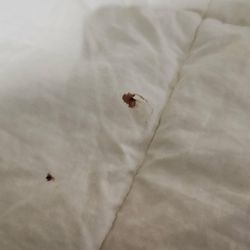 Holiday Inn Express & Suites Natchez South - Blood on the bedding.