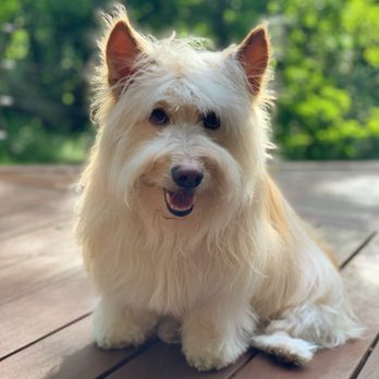 Rhody Dog Walking - Baxter! He lives in Providence & Jamestown - Dog Walkers Near Me Rhody Dog Walking - Baxter! He lives in Providence & Jamestown - Dog Walkers Near Me