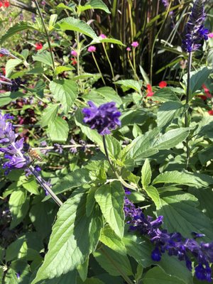 Jardin Botanique de l'Arquebuse by null