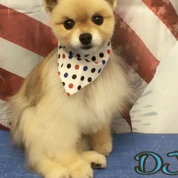 My Cute Pawz - Pet Groomers Near Me - Lawrenceville, Georgia My Cute Pawz - Pet Groomers Near Me - Lawrenceville, Georgia