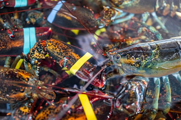 Beal's Lobster Pier by null