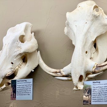 SKELETONS MUSEUM OF OSTEOLOGY - Updated August 2025 - 548