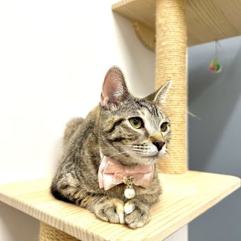Goodvets - Wynwood - Yuki - Veterinarians Near Me - Miami, Florida
