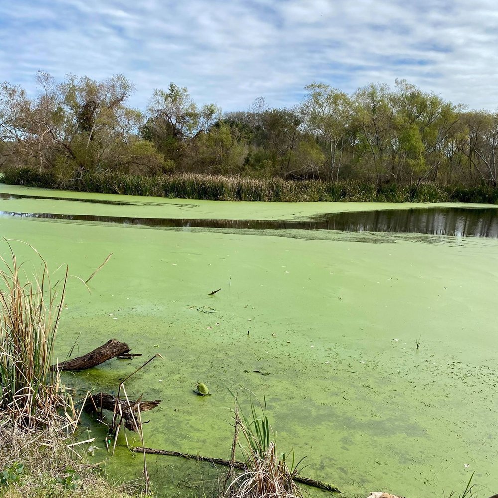 Brazos Bend State Park - Creek field Lake - Parks Near Me - Needville, Texas