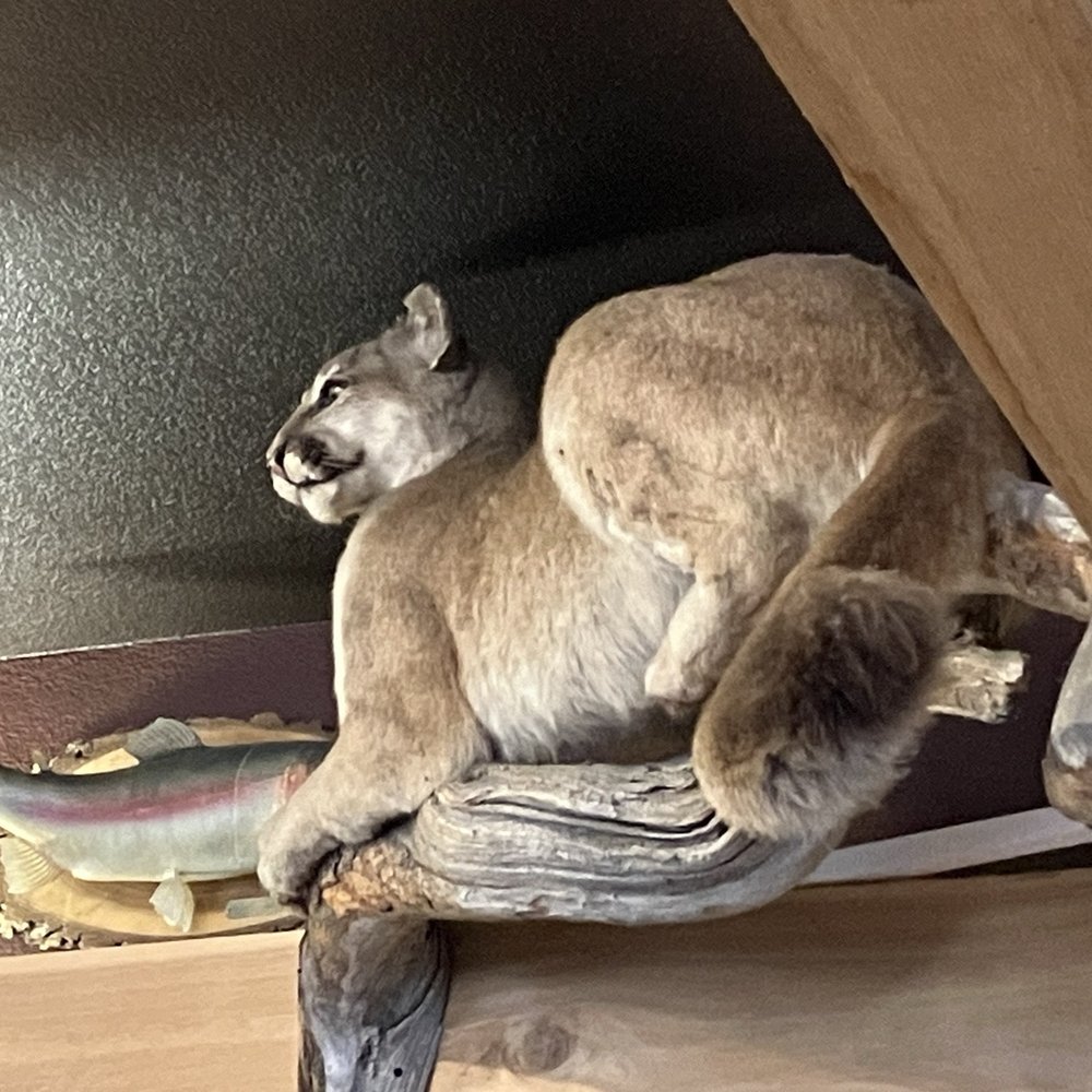Vern's Place - Big cat watching the dining room - Breakfast & Brunch Near Me - Laporte, Colorado Vern's Place - Big cat watching the dining room - Breakfast & Brunch Near Me - Laporte, Colorado