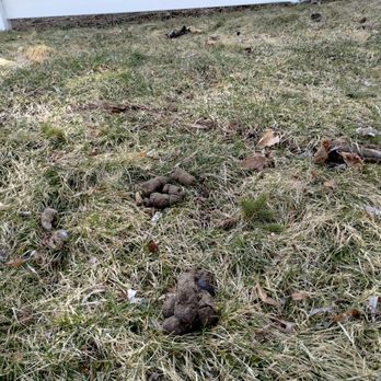 Scooby Squad - Pet Waste Removal Near Me - Brewer, Maine Scooby Squad - Pet Waste Removal Near Me - Brewer, Maine