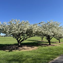 Louise Moore Park