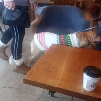 Summer Moon Coffee - It's a sweater and warm day...even the fluffies know what's up - Coffee & Tea Near Me - San Antonio, Texas Summer Moon Coffee - It's a sweater and warm day...even the fluffies know what's up - Coffee & Tea Near Me - San Antonio, Texas