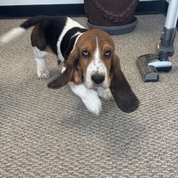 The Doggie Den