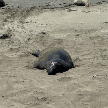 Elephant Seal Vista Point - Beaches Near Me - San Simeon, California