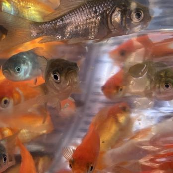 PetSmart - Small Goldfish - Pet Stores Near Me - Fremont, California PetSmart - Small Goldfish - Pet Stores Near Me - Fremont, California
