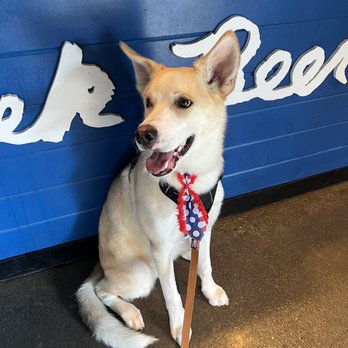 Uptown Paw - Cute tie bandana that they gave him after his grooming for the 4th - Pet Groomers Near Me - Huntington Beach, California Uptown Paw - Cute tie bandana that they gave him after his grooming for the 4th - Pet Groomers Near Me - Huntington Beach, California