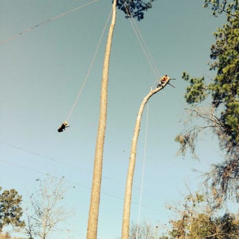 Old Tree Service - Removing a tree the safety way - Tree Services Near Me - Magnolia, Texas Old Tree Service - Removing a tree the safety way - Tree Services Near Me - Magnolia, Texas