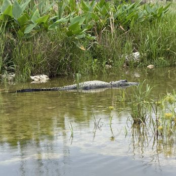 Miccosukee Airboats - alligator - Boat Tours Near Me Miccosukee Airboats - alligator - Boat Tours Near Me
