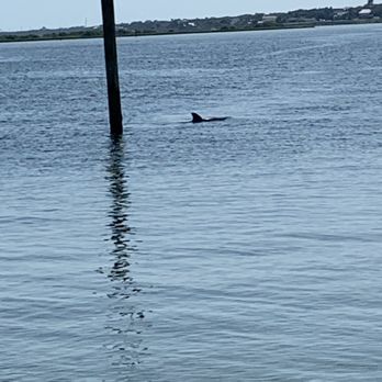 Dolphin Tours St Augustine - Tours Near Me - St. Augustine, Florida
