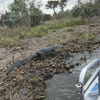 Louisiana Tour - Gator - Tours Near Me - Marrero, Louisiana Louisiana Tour - Gator - Tours Near Me - Marrero, Louisiana