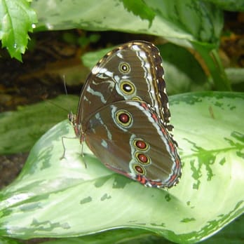 Butterfly Pavilion - Museums Near Me - Westminster, Colorado Butterfly Pavilion - Museums Near Me - Westminster, Colorado
