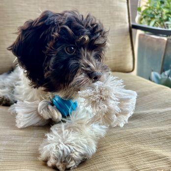 Crockett Doodles - Lucy with a chew toy enjoying a beautiful Tucson afternoon...11/23/24 - Pet Training Near Me - Greenville, South Carolina