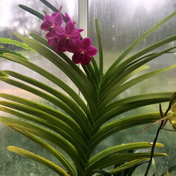 Volunteer Park Conservatory - Parks Near Me - Seattle, Washington