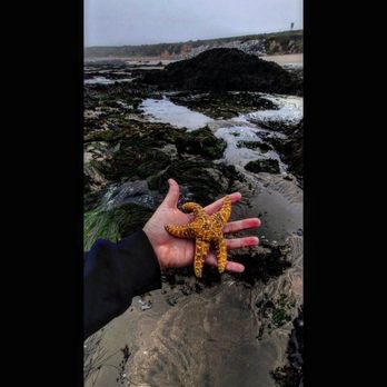 Pescadero State Beach - Beaches Near Me - Pescadero, California