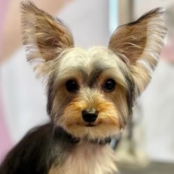 Lush Spaw - Enzo Groomed by Brianna
