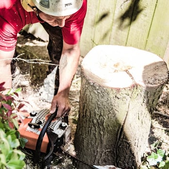 Washington Tree Experts - Tree Services Near Me - Snohomish, Washington Washington Tree Experts - Tree Services Near Me - Snohomish, Washington