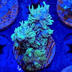 Deep Blue Aquarium