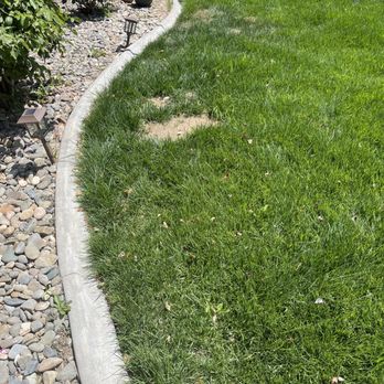 Luxwood Landscape - The start of whats now a bit bigger that was being killed by "grubs" -worms - Landscaping Near Me