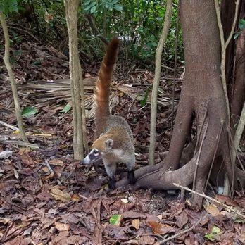 Parque Nacional Tulum - Wildlife. - Parks Near Me - Tulum, ROO