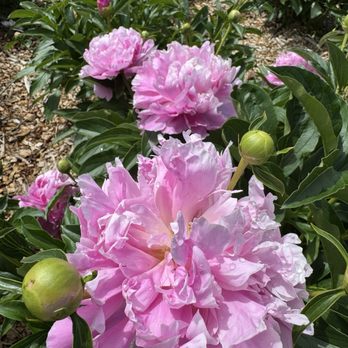 The Peony Fields - Florists Near Me - Inman, South Carolina