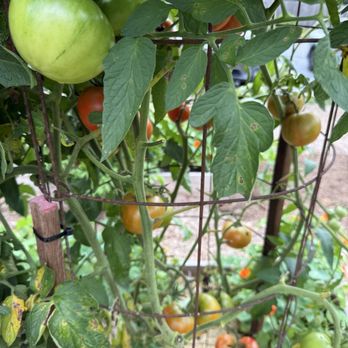 Farmer & Co - Tomato bush - Coffee & Tea Near Me - Kennett Square, Pennsylvania