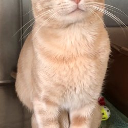 Peter Zippi Memorial Fund - This is Ocean, a 1 year old kitty looking for his forever home.