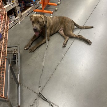 Dusty Dog Training - Pet Training Near Me