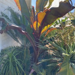 Red Banana when my brother saw it in person and sent photo to me the same day. Red Banana when my brother saw it in person and sent photo to me the same day.