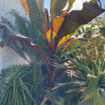 Jungle Music Palms & Cycads - Red Banana when my brother saw it in person and sent photo to me the same day. - Nurseries & Gardening Near Me - Encinitas, California Jungle Music Palms & Cycads - Red Banana when my brother saw it in person and sent photo to me the same day. - Nurseries & Gardening Near Me - Encinitas, California