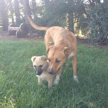 Happy Paws Rescue - Baby Gator and big sis, Cedar - Animal Shelters Near Me - Yuba City, California Happy Paws Rescue - Baby Gator and big sis, Cedar - Animal Shelters Near Me - Yuba City, California