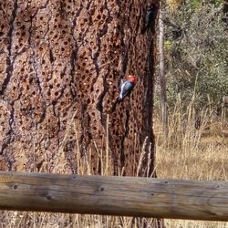 Mount Laguna Campground - Woodpecker