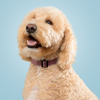 The Dog Photog - Pet Photography Near Me - Minneapolis, Minnesota The Dog Photog - Pet Photography Near Me - Minneapolis, Minnesota