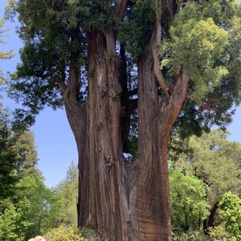 Grandfather Tree - Really a very nice tree-fun stop! - Souvenir Shops Near Me - Piercy, California