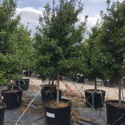 Treeland Nursery