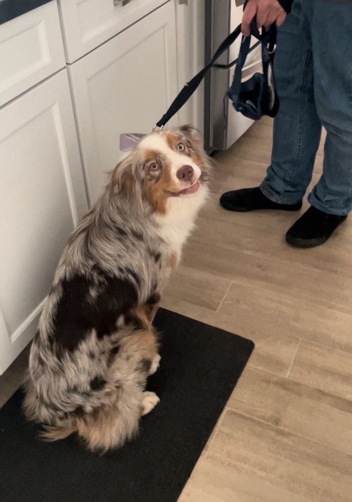 Mold Dog of Southern California - mold inspector in Fallbrook, CA