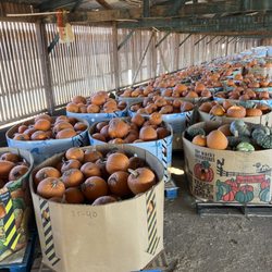 California Farm Life