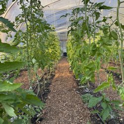 Dirty Dog Organics Farm - Tomato Greenhouse