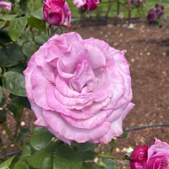 Humboldt Botanical Garden - Community Service/Non-Profit Near Me - Eureka, California Humboldt Botanical Garden - Community Service/Non-Profit Near Me - Eureka, California