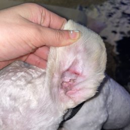 Ear Infection, cut skin from clippers, irritation Ear Infection, cut skin from clippers, irritation