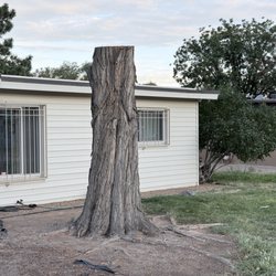 Robert's Tree Service - I request an 8 foot stump! And I got it!